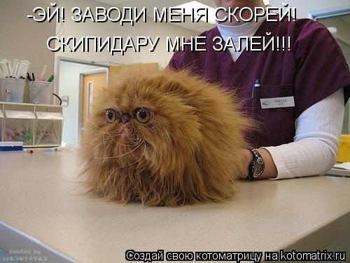 Котоматрица: -ЭЙ! ЗАВОДИ МЕНЯ СКОРЕЙ! СКИПИДАРУ МНЕ ЗАЛЕЙ!!!