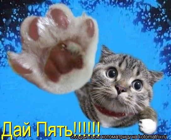 Котоматрица: Дай Пять!!!!!!