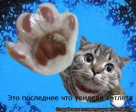 Котоматрица: Это последнее что увидела котлета