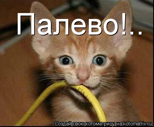 Палево!..... Котоматрица: Палево!..
