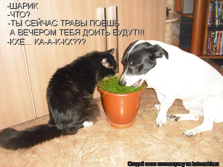 -ШАРИК -ЧТО? -ТЫ СЕЙЧАС ТРАВЫ ПОЕШЬ А ВЕЧЕРОМ ТЕБЯ ДОИТЬ БУДУТ!!! -КХЕ... КА-А-К-КХ???... Котоматрица: -ШАРИК -ЧТО? -ТЫ СЕЙЧАС ТРАВЫ ПОЕШЬ А ВЕЧЕРОМ ТЕБЯ ДОИТЬ БУДУТ!!! -КХЕ... КА-А-К-КХ???