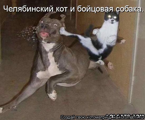 Челябинский кот и бойцовая собака.... Котоматрица: Челябинский кот и бойцовая собака.
