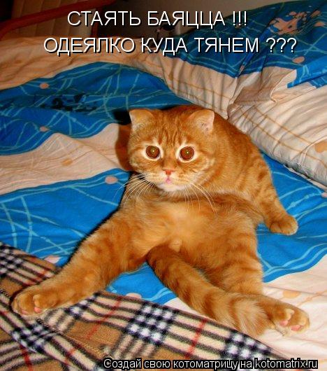 СТАЯТЬ БАЯЦЦА !!! ОДЕЯЛКО КУДА ТЯНЕМ ???... Котоматрица: СТАЯТЬ БАЯЦЦА !!! ОДЕЯЛКО КУДА ТЯНЕМ ???