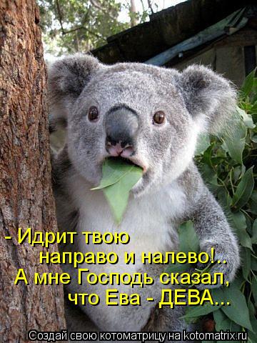 - Идрит твою направо и налево!.. А мне Господь сказал, что Ева - ДЕВА...... Котоматрица: - Идрит твою направо и налево!.. А мне Господь сказал, что Ева - ДЕВА...