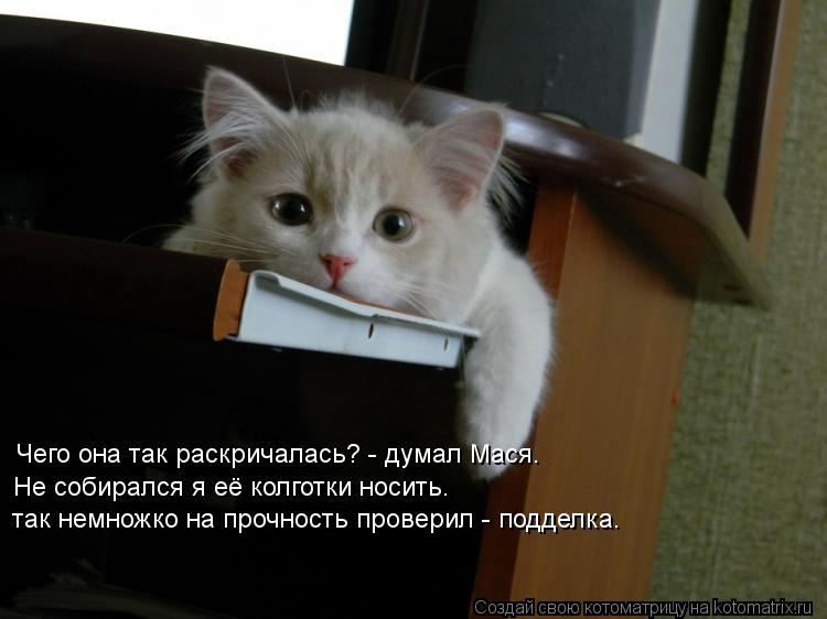 Чего она так раскричалась? - думал Мася. Не собирался я её колготки носить. так немножко на прочност... Котоматрица: Чего она так раскричалась? - думал Мася. Не собирался я её колготки носить. так немножко на прочность проверил - подделка.
