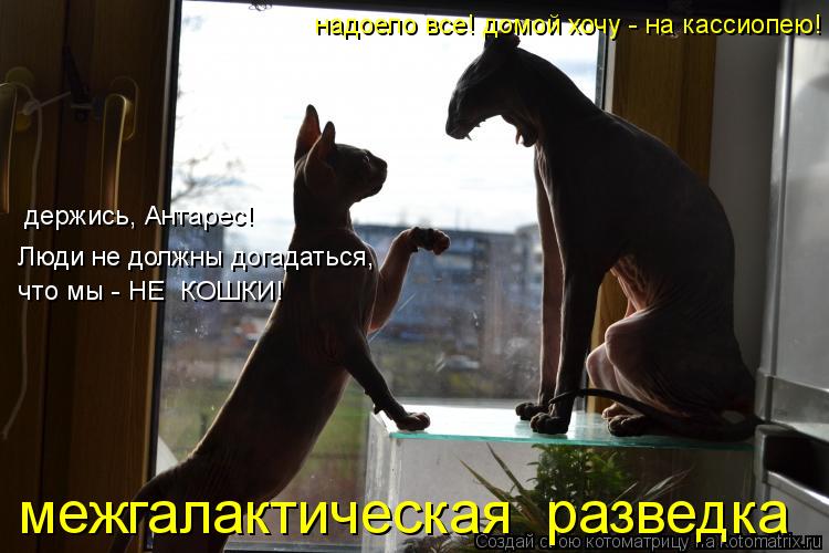 межгалактическая разведка надоело все! домой хочу - на кассиопею! держись, Антарес! Люди не должны д... Котоматрица: межгалактическая разведка надоело все! домой хочу - на кассиопею! держись, Антарес! Люди не должны догадаться, что мы - НЕ КОШКИ!