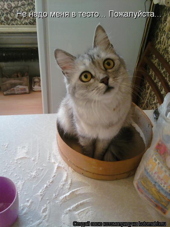 Не надо меня в тесто... Пожалуйста...... Котоматрица: Не надо меня в тесто... Пожалуйста...