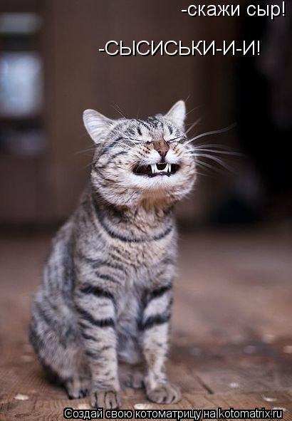 -скажи сыр! -СЫСИСЬКИ-И-И!... Котоматрица: -скажи сыр! -СЫСИСЬКИ-И-И!