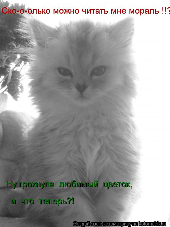 Ну грохнула любимый цветок, и что теперь?! Ско-о-олько можно читать мне мораль !!? Ско-о-ол... Котоматрица: Ну грохнула любимый цветок, и что теперь?! Ско-о-олько можно читать мне мораль !!? Ско-о-олько можно читать мне мораль !!?
