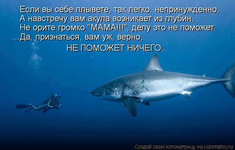 Если вы себе плывете, так легко, непринужденно, А навстречу вам акула возникает из глубин, Не орите г... Котоматрица: Если вы себе плывете, так легко, непринужденно, А навстречу вам акула возникает из глубин, Не орите громко "МАМА!!!", делу это не поможет. ...Да,