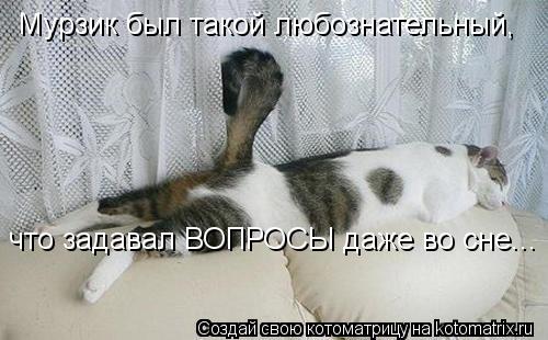 Котоматрица: Мурзик был такой любознательный, что задавал ВОПРОСЫ даже во сне...