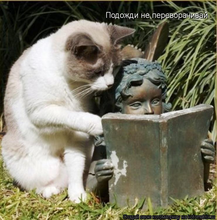 Подожди не переворачивай... Котоматрица: Подожди не переворачивай