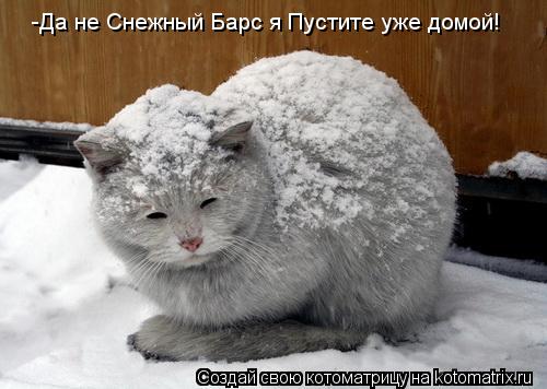 -Да не Снежный Барс я Пустите уже домой!... Котоматрица: -Да не Снежный Барс я Пустите уже домой!