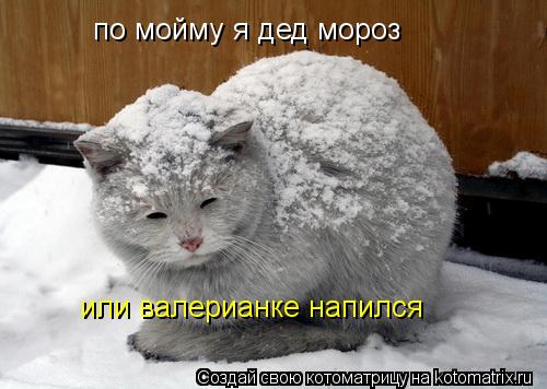 по мойму я дед мороз или валерианке напился... Котоматрица: по мойму я дед мороз или валерианке напился