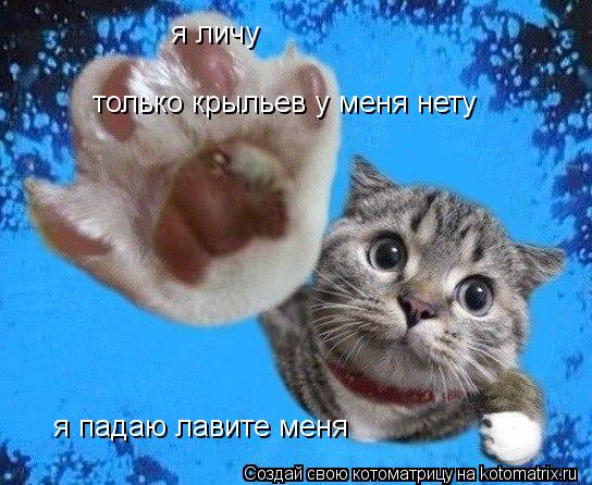 я личу только крыльев у меня нету я падаю лавите меня... Котоматрица: я личу только крыльев у меня нету я падаю лавите меня