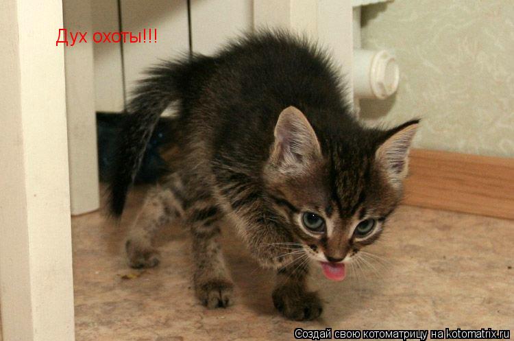 Дух охоты!!!... Котоматрица: Дух охоты!!!