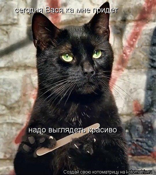 сегодня Вася ка мне придёт надо выглядеть красиво... Котоматрица: сегодня Вася ка мне придёт надо выглядеть красиво