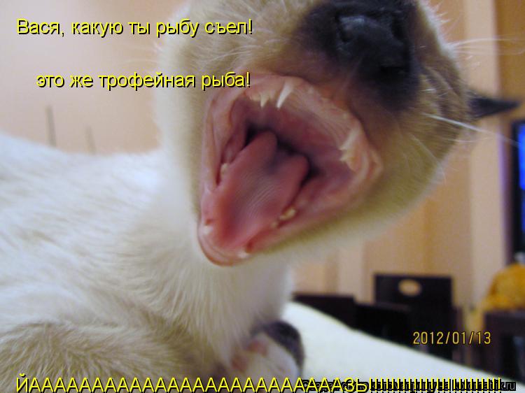 Вася, какую ты рыбу съел! это же трофейная рыба! ЙАААААААААААААААААААААААААЗЬ!!!!!!!!!!!!!!!!!!!!!!!!... Котоматрица: Вася, какую ты рыбу съел! это же трофейная рыба! ЙАААААААААААААААААААААААААЗЬ!!!!!!!!!!!!!!!!!!!!!!!! ЙАААААААААААААААААААААААААЗЬ!!!!!!!!!!!!!!!!!!!!