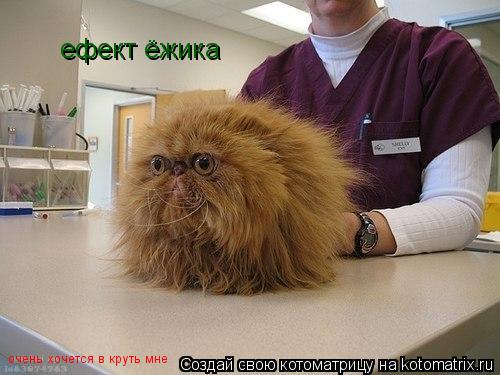 ефект ёжика очень хочется в круть мне... Котоматрица: ефект ёжика очень хочется в круть мне
