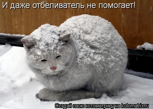 И даже отбеливатель не помогает!... Котоматрица: И даже отбеливатель не помогает!
