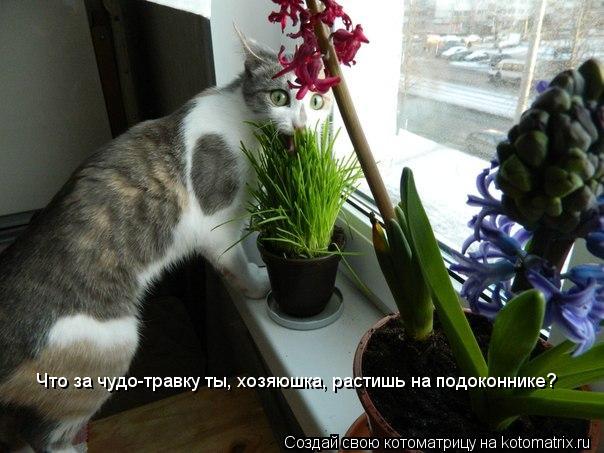 Что за чудо-травку ты, хозяюшка, растишь на подоконнике?... Котоматрица: Что за чудо-травку ты, хозяюшка, растишь на подоконнике?