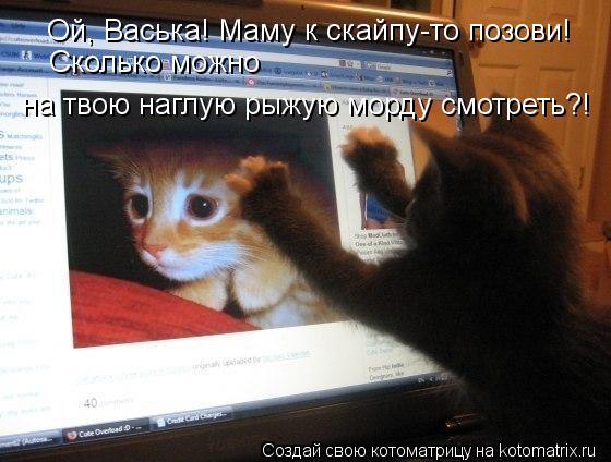 Ой, Васька! Маму к скайпу-то позови! Сколько можно на твою наглую рыжую морду смотреть?!... Котоматрица: Ой, Васька! Маму к скайпу-то позови! Сколько можно на твою наглую рыжую морду смотреть?!