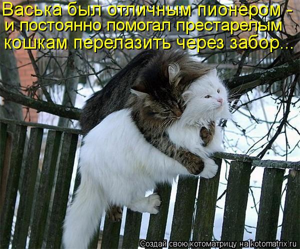 Васька был отличным пионером - и постоянно помогал престарелым кошкам перелазить через забор...... Котоматрица: Васька был отличным пионером - и постоянно помогал престарелым кошкам перелазить через забор...
