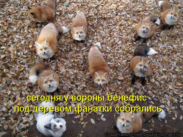 под деревом фанатки собрались сегодня у вороны бенефис... Котоматрица: под деревом фанатки собрались сегодня у вороны бенефис