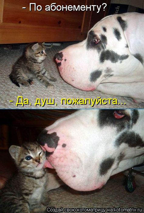 - По абонементу? - Да, душ, пожалуйста...... Котоматрица: - По абонементу? - Да, душ, пожалуйста...