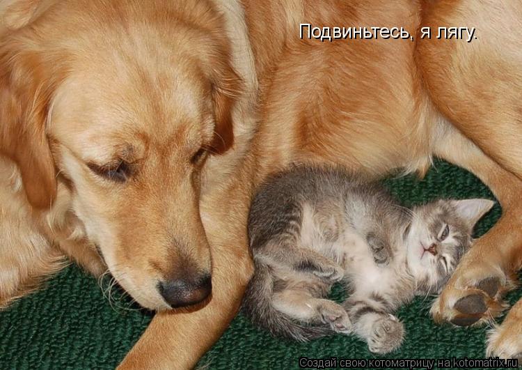 Подвиньтесь, я лягу.... Котоматрица: Подвиньтесь, я лягу.