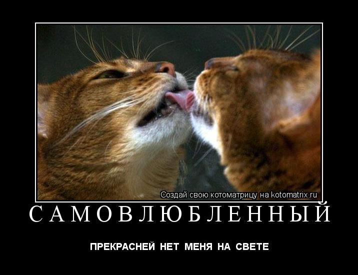 САМОВЛЮБЛЕННЫЙ ПРЕКРАСНЕЙ НЕТ МЕНЯ НА СВЕТЕ... Котоматрица: САМОВЛЮБЛЕННЫЙ ПРЕКРАСНЕЙ НЕТ МЕНЯ НА СВЕТЕ