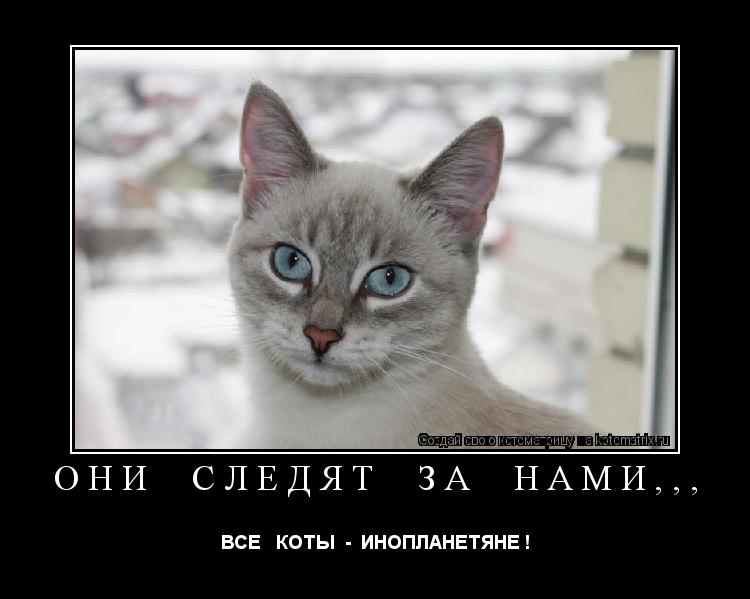 ОНИ СЛЕДЯТ ЗА НАМИ,,, ВСЕ КОТЫ - ИНОПЛАНЕТЯНЕ !... Котоматрица: ОНИ СЛЕДЯТ ЗА НАМИ,,, ВСЕ КОТЫ - ИНОПЛАНЕТЯНЕ !