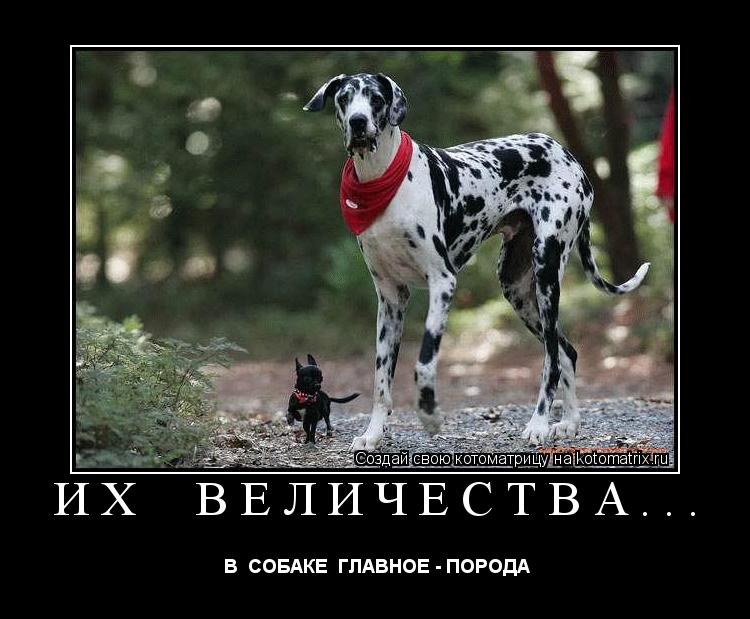 ИХ ВЕЛИЧЕСТВА... В СОБАКЕ ГЛАВНОЕ - ПОРОДА... Котоматрица: ИХ ВЕЛИЧЕСТВА... В СОБАКЕ ГЛАВНОЕ - ПОРОДА