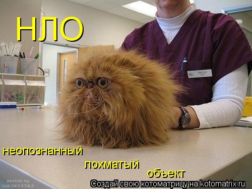 НЛО неопознанный лохматый объект... Котоматрица: НЛО неопознанный лохматый объект