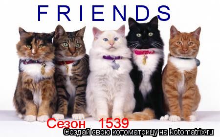 F R I E N D S Сезон № 1539... Котоматрица: F R I E N D S Сезон № 1539