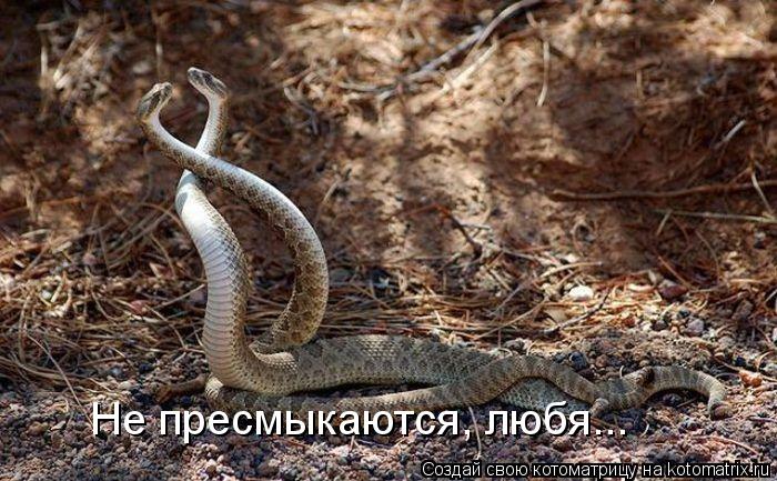 Котоматрица: Не пресмыкаются, любя...