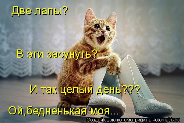 Две лапы? В эти засунуть? И так целый день??? Ой,бедненькая моя...... Котоматрица: Две лапы? В эти засунуть? И так целый день??? Ой,бедненькая моя...