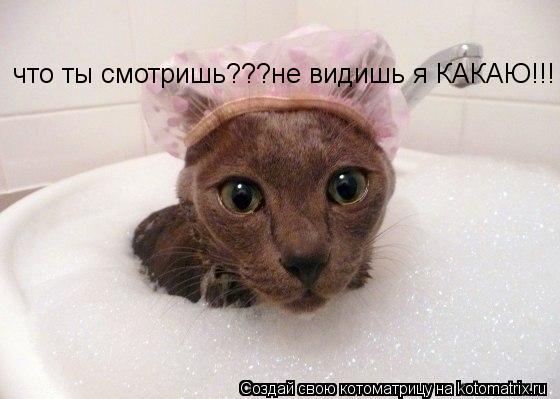 Котоматрица: что ты смотришь???не видишь я КАКАЮ!!!