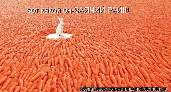 Котоматрица: вот какой он-ЗАЯЧИЙ РАЙ!!!