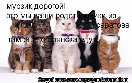 Котоматрица: мурзик,дорогой! это мы ващи родственники из  саратова там ещё с брянска едут ,