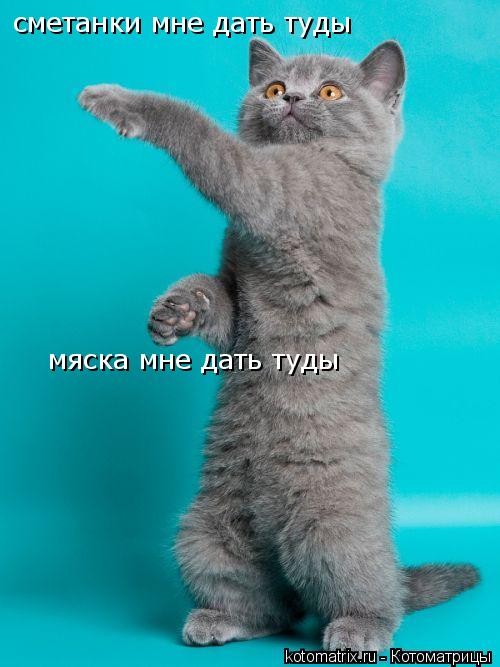 Котоматрица: сметанки мне дать туды мяска мне дать туды