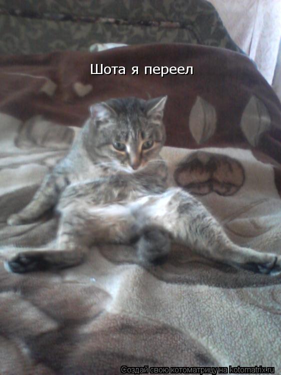 Котоматрица: Шота я переел
