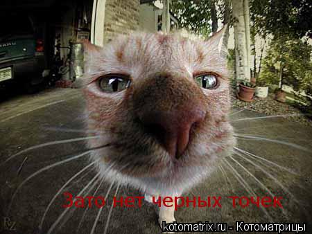 Котоматрица: Зато нет черных точек