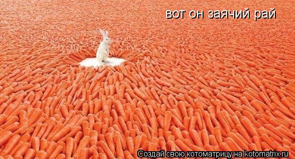 Котоматрица: вот он заячий рай