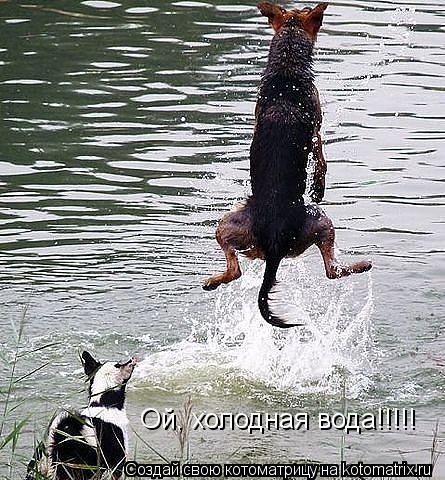 Котоматрица: Ой, холодная вода!!!!!