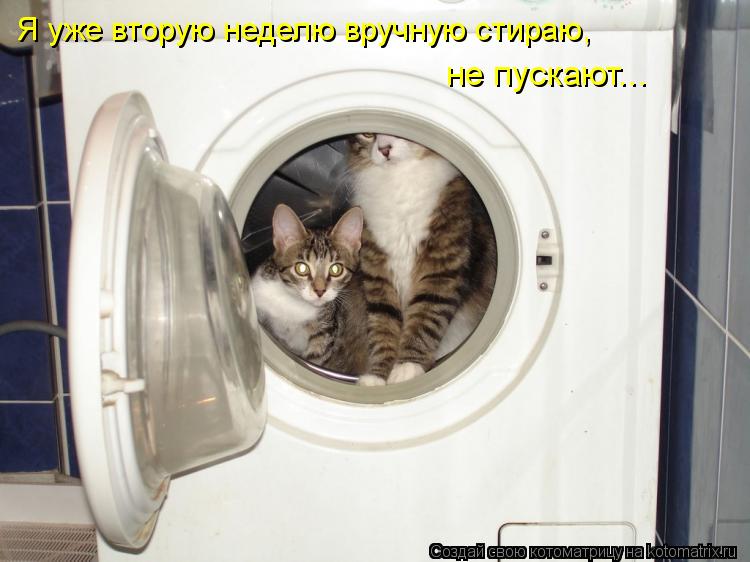 Я уже вторую неделю вручную стираю, не пускают...... Котоматрица: Я уже вторую неделю вручную стираю, не пускают...