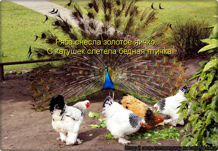 Ряба снесла золотое яичко.. С катушек слетела бедная птичка...... Котоматрица: Ряба снесла золотое яичко.. С катушек слетела бедная птичка...
