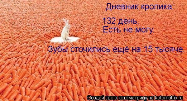 Дневник кролика: 132 день. Есть не могу. Зубы сточились ещё на 15 тысяче.... Котоматрица: Дневник кролика: 132 день. Есть не могу. Зубы сточились ещё на 15 тысяче.