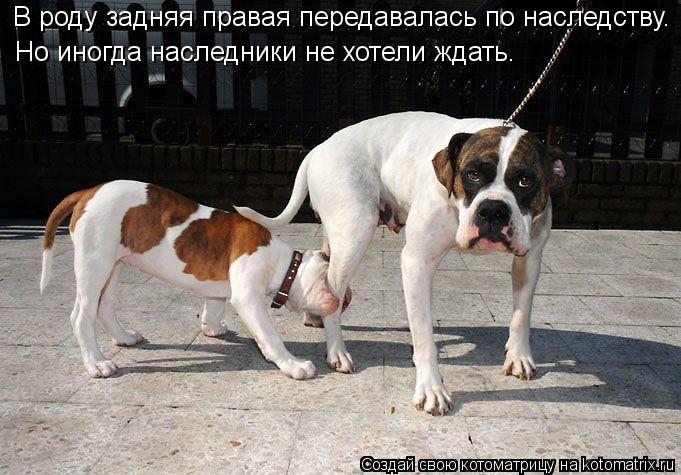 В роду задняя правая передавалась по наследству. Но иногда наследники не хотели ждать.... Котоматрица: В роду задняя правая передавалась по наследству. Но иногда наследники не хотели ждать.