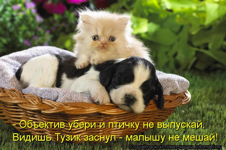 Видишь Тузик заснул - малышу не мешай! - Объектив убери и птичку не выпускай.... Котоматрица: Видишь Тузик заснул - малышу не мешай! - Объектив убери и птичку не выпускай.